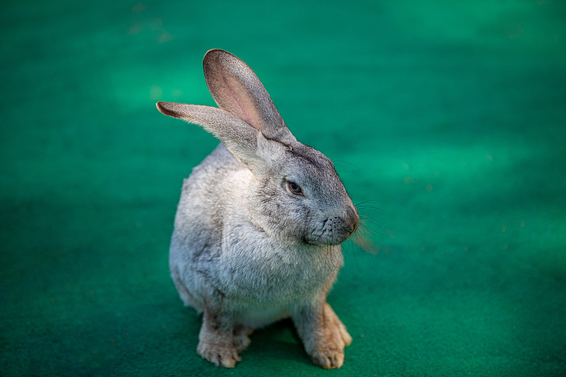 兔子兔年属相动物图片下载