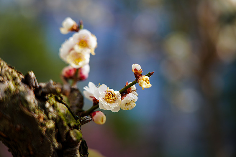 春天一枝白色梅花的特写图片下载