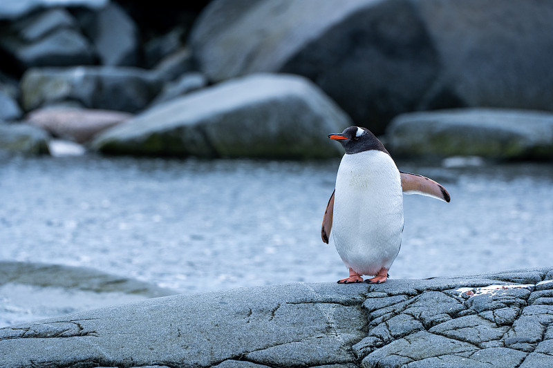 南极洲企鹅图片下载