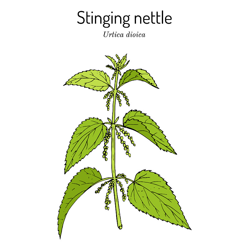荨麻药用植物插画图片