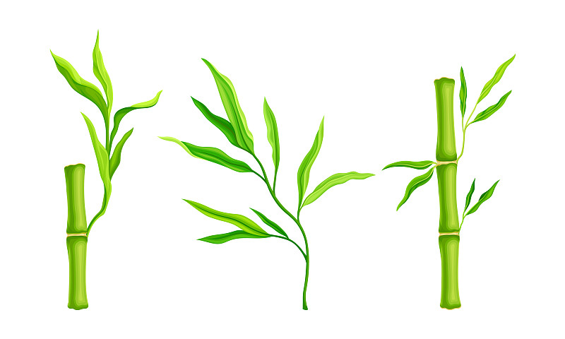 竹茎带热带有机绿色叶子插画图片