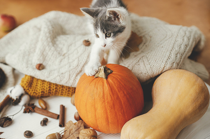 可爱的小猫玩南瓜在舒适的毛衣与秋天的叶子宠物和秋天的感恩节图片下载