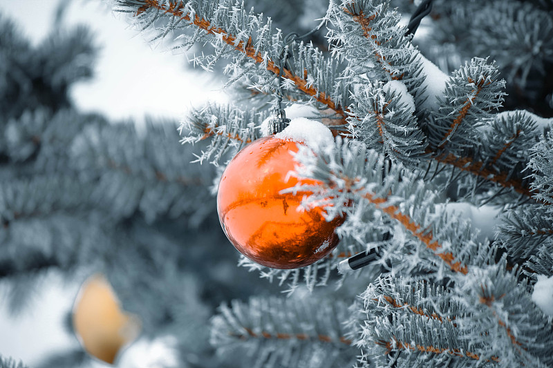 冬季的圣诞树特写，乌克兰图片下载