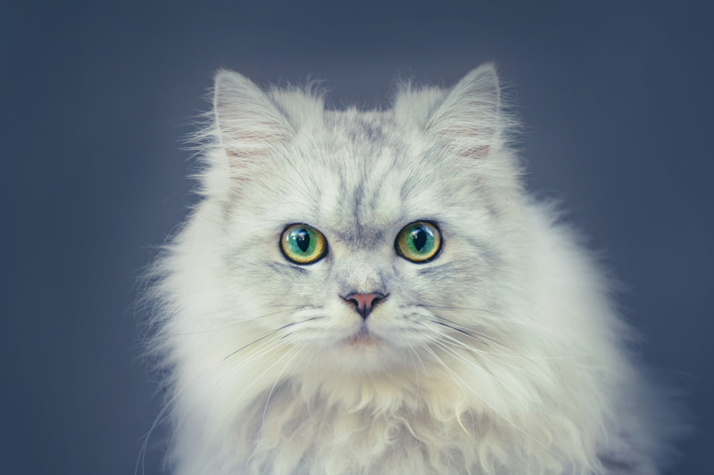 钦奇利亚猫肖像图片下载