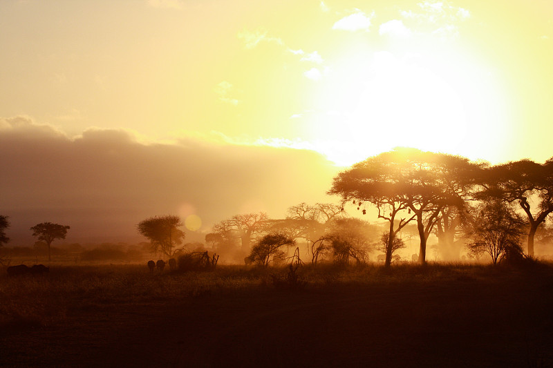 非洲坦桑尼亚的狩猎之旅图片下载