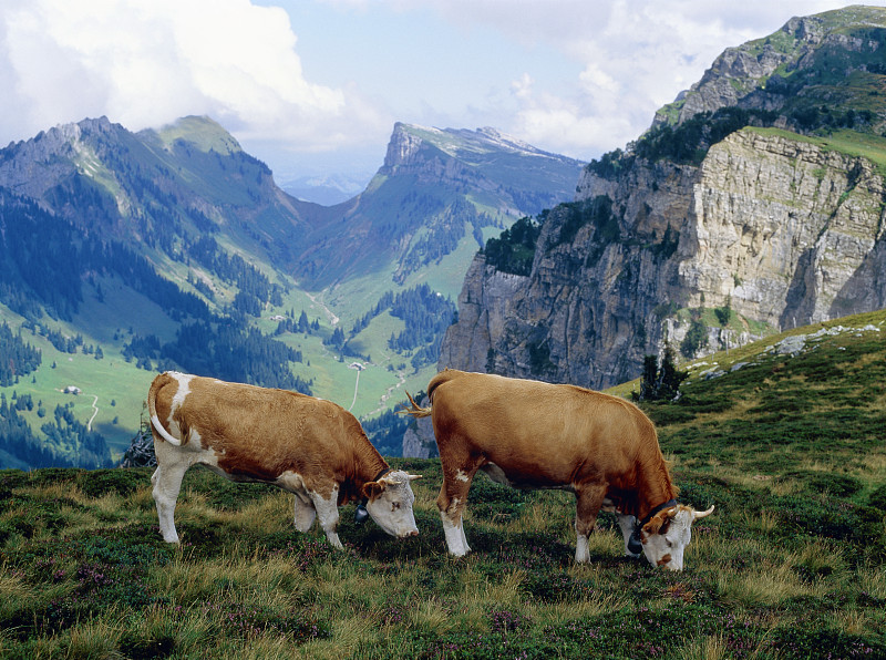 瑞士伯尔尼斯高地的高山牧场上的牛图片下载