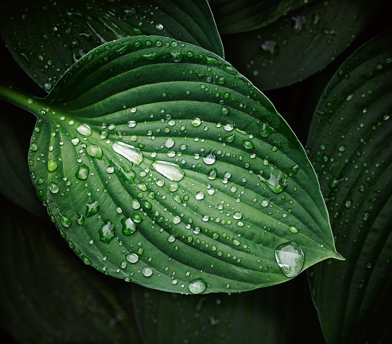 雨季湿植物叶片特写图片下载