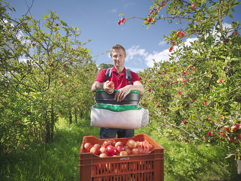 农民在果园里摘苹果图片下载