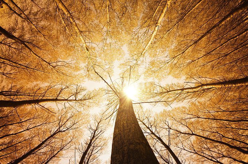 高树环绕，低角度拍摄-秋季图片下载