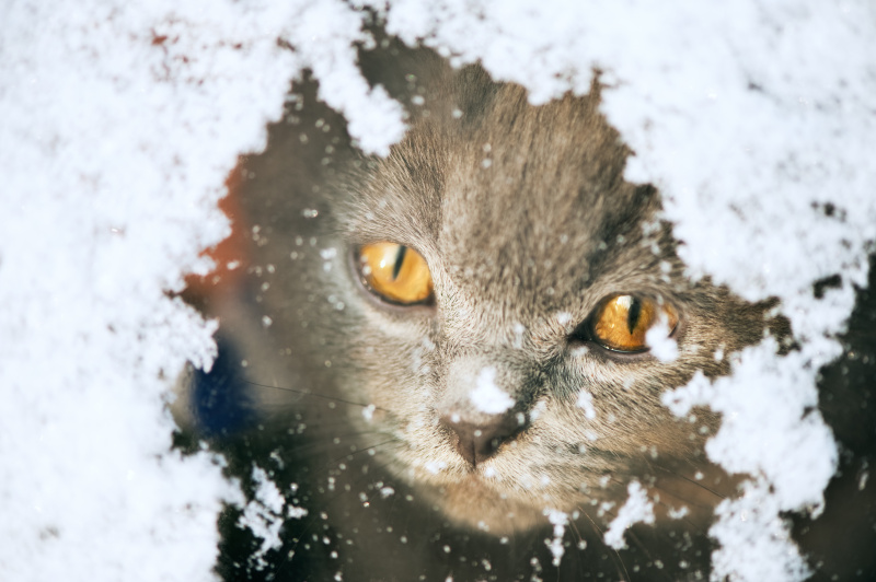 小猫从下雪的窗户往外看图片下载