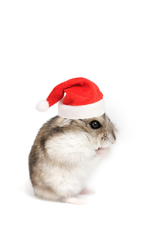圣诞节侏儒仓鼠图片下载