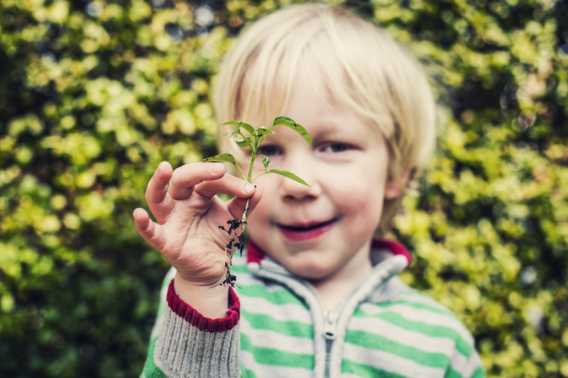 一个孩子拿着一株露出根须的植物。图片素材