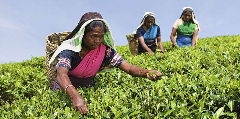 泰米尔采摘者在种植园里采摘茶叶图片素材