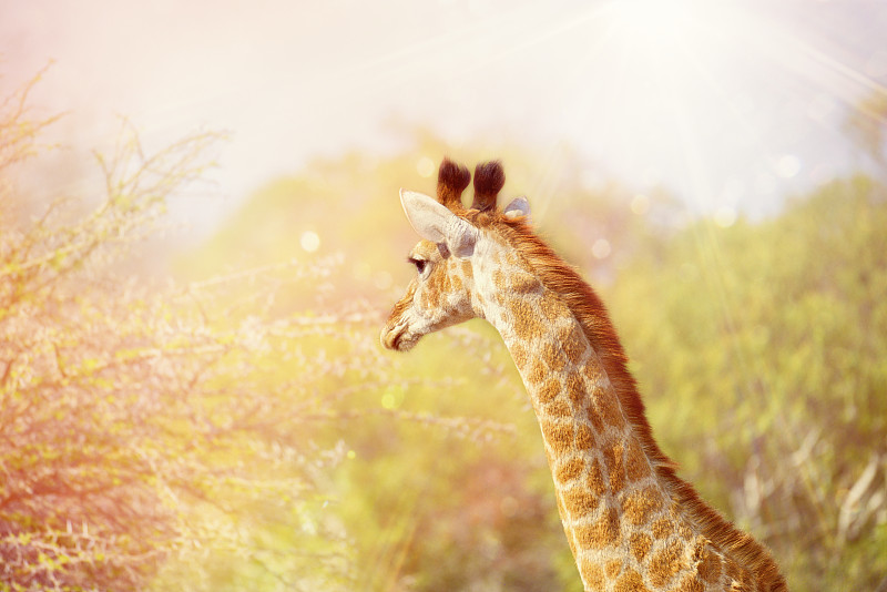 在非洲，太阳耀斑雨点落在一只古怪的长颈鹿身上图片下载