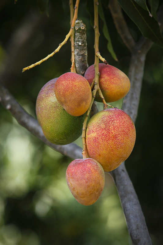 成熟的芒果果实，芒果图片下载