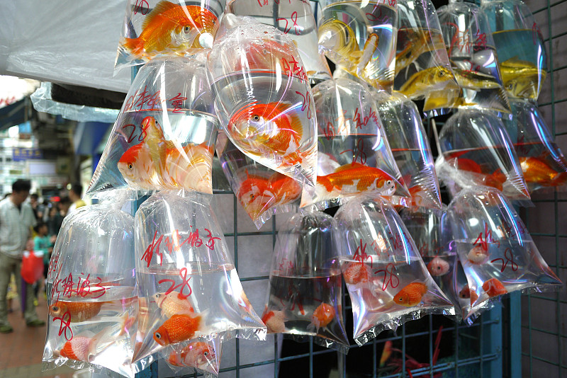 香港金鱼市场的袋装鱼图片下载