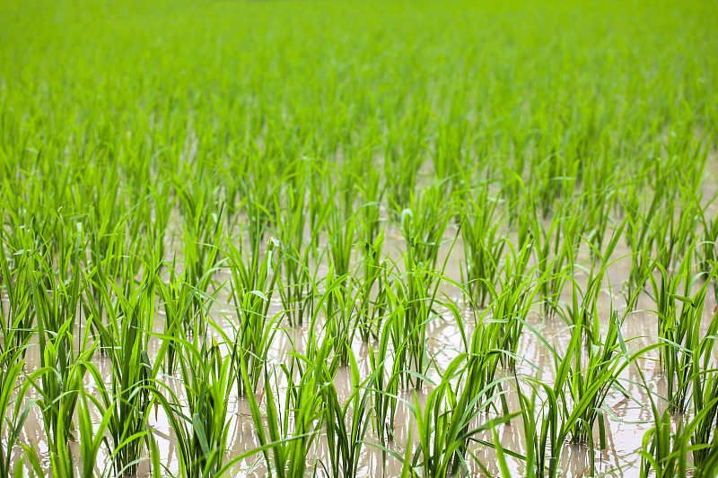 稻田里的秧苗图片下载