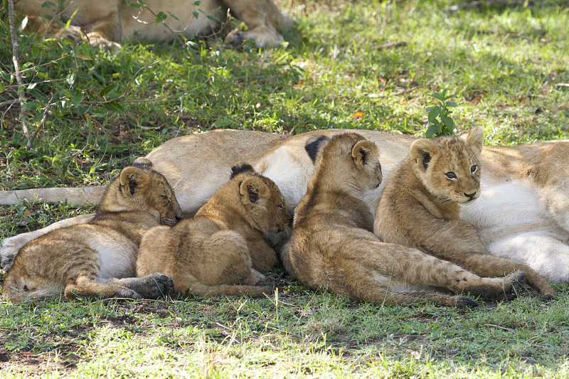 四只小狮子正在哺乳图片下载