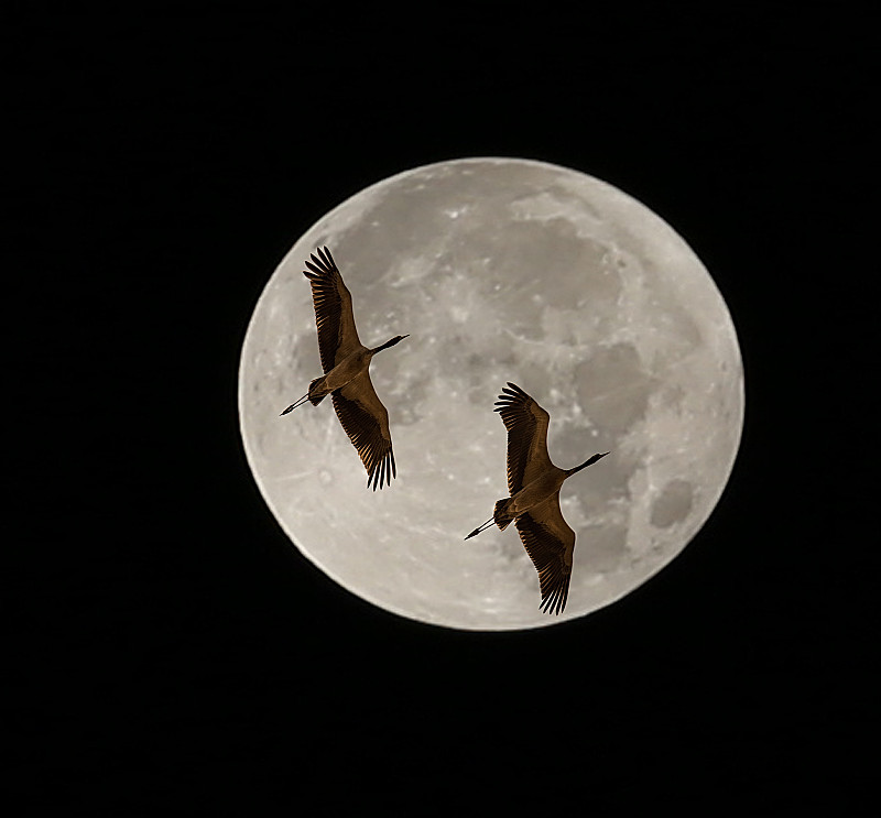 鹤飞过月亮图片素材