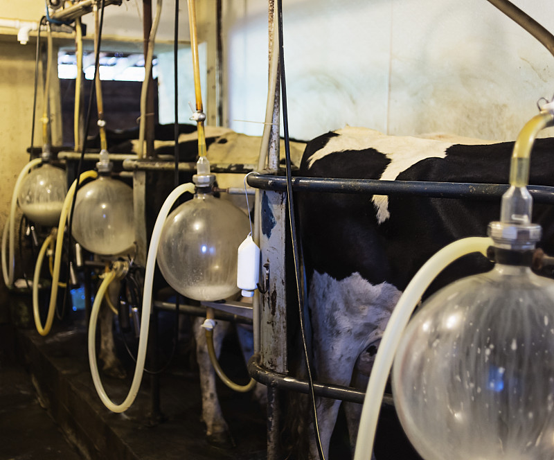奶牛被挤奶的场景图片下载