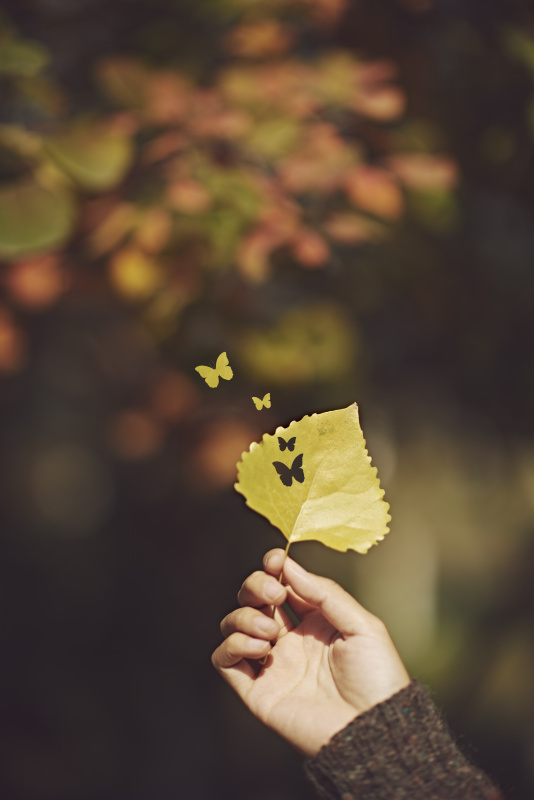 人捧着叶子，阳光照在叶子上图片素材