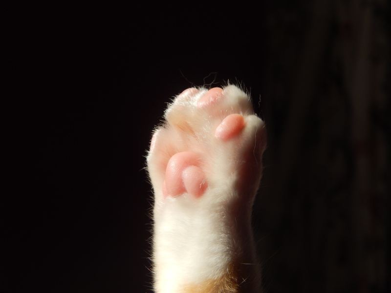 裁剪的爪子的猫对黑色的背景图片素材