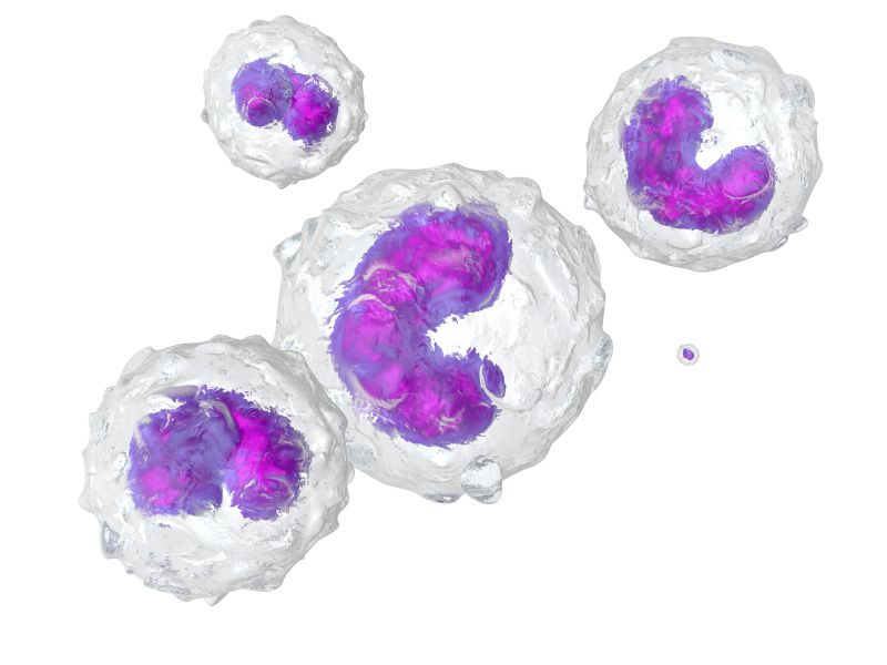单核细胞，3D渲染插图图片下载