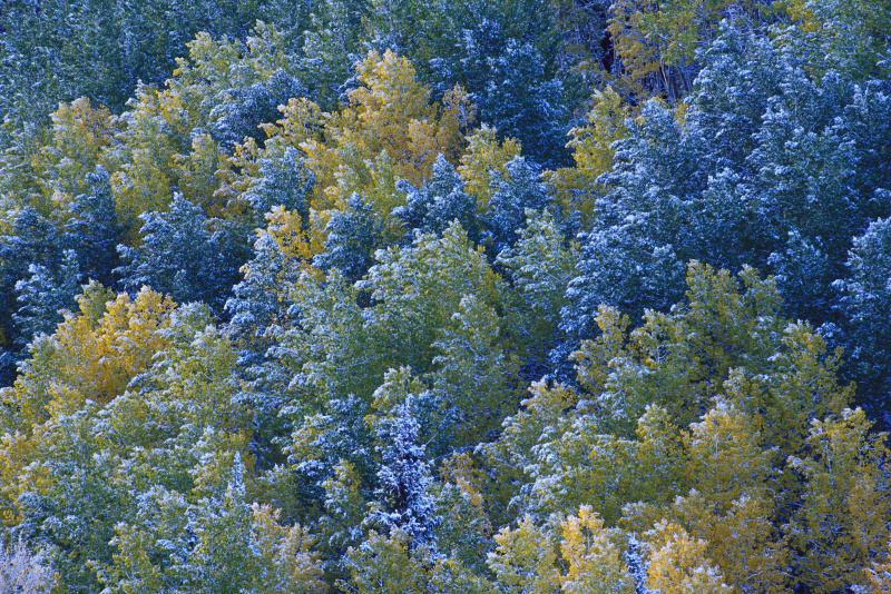 秋树上的霜图片下载
