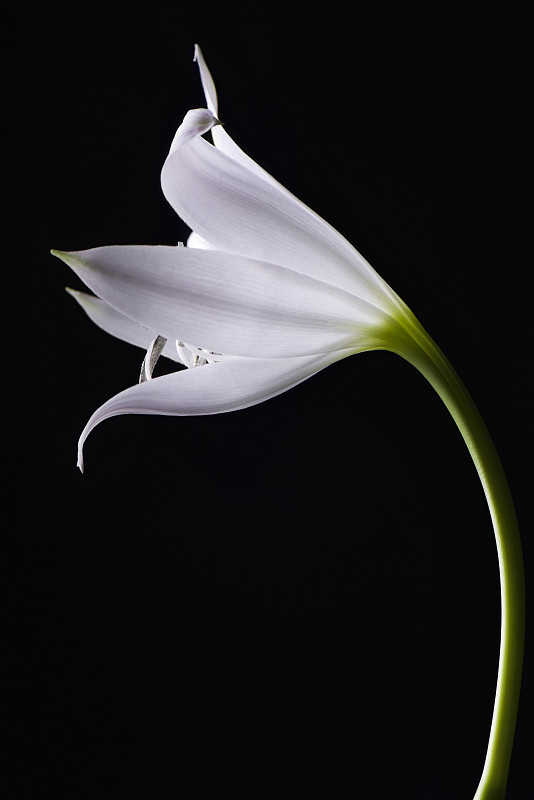单瓣白色百合花，侧视图图片素材