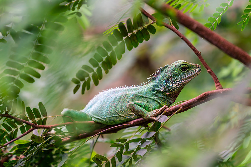 一只绿色的鬣蜥蜴坐在树上图片下载