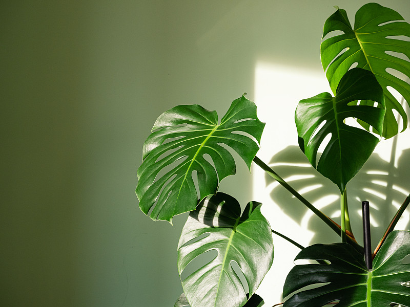 阳光明媚的室内植物图片下载