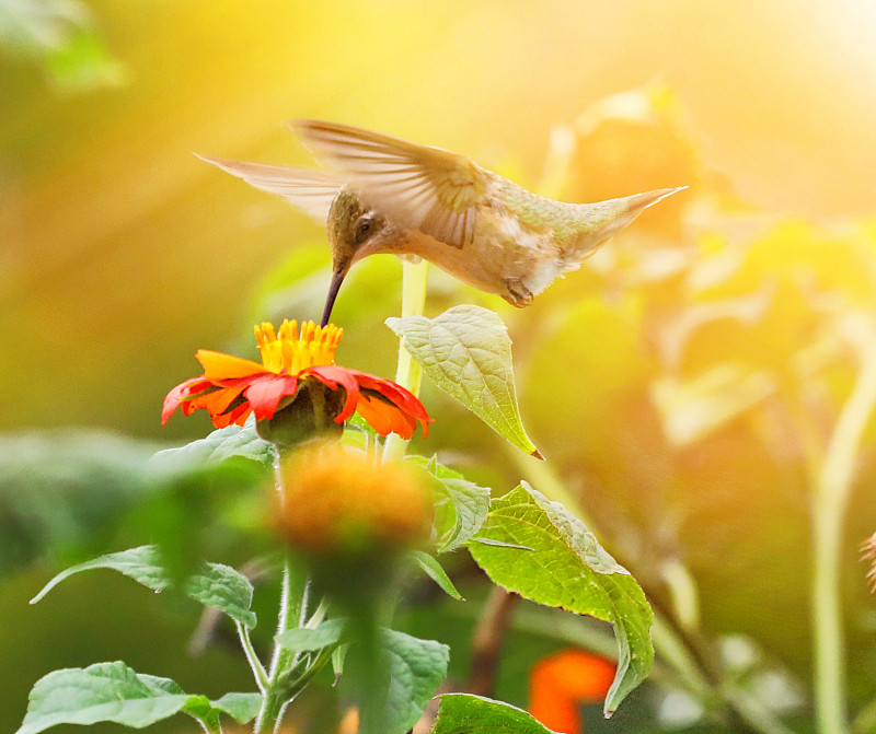 红喉蜂鸟和百日菊的高调照片摄影图片下载