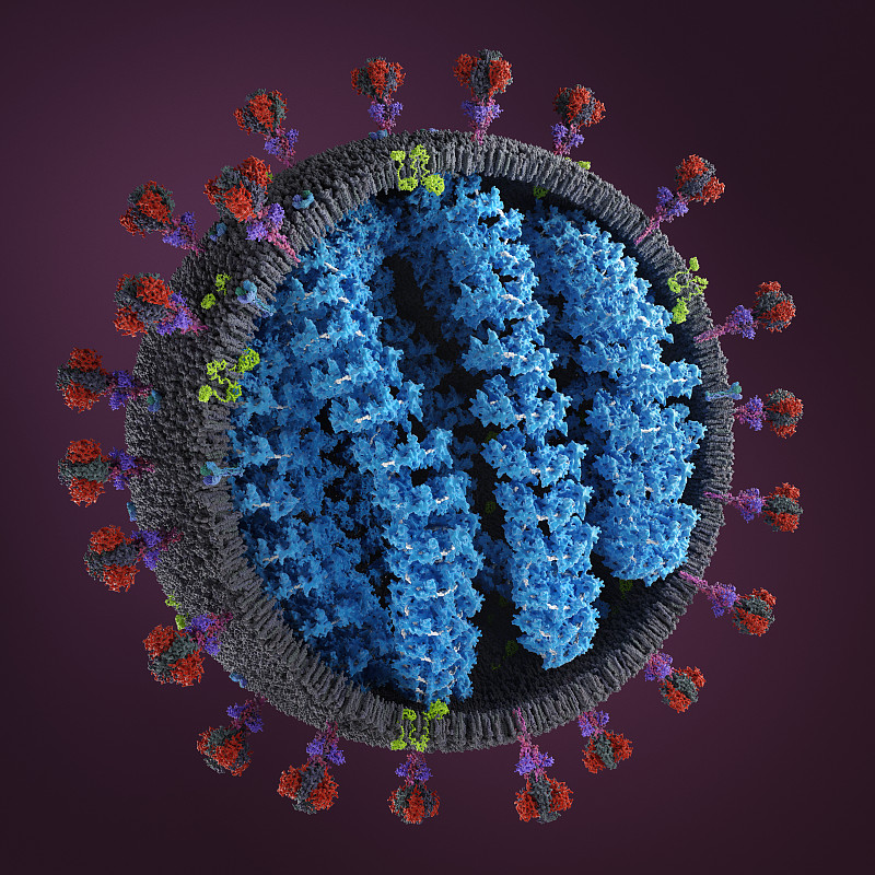 冠状病毒的详细结构。(SARS-CoV-2)图片下载