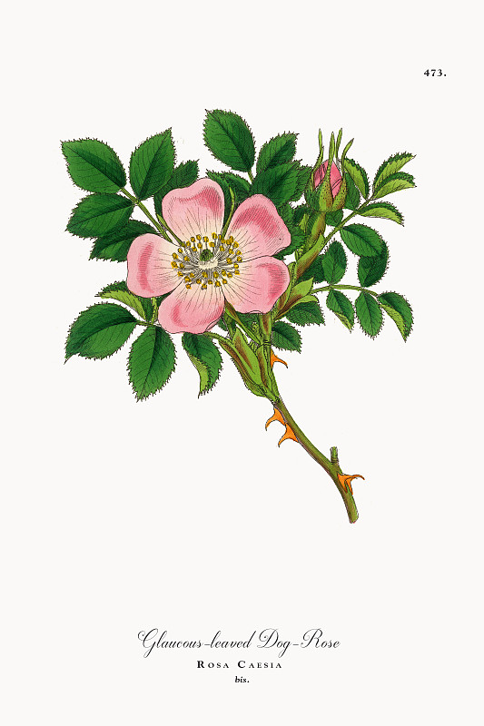 白霜叶狗玫瑰，蔷薇，维多利亚植物学插图，1863年图片下载