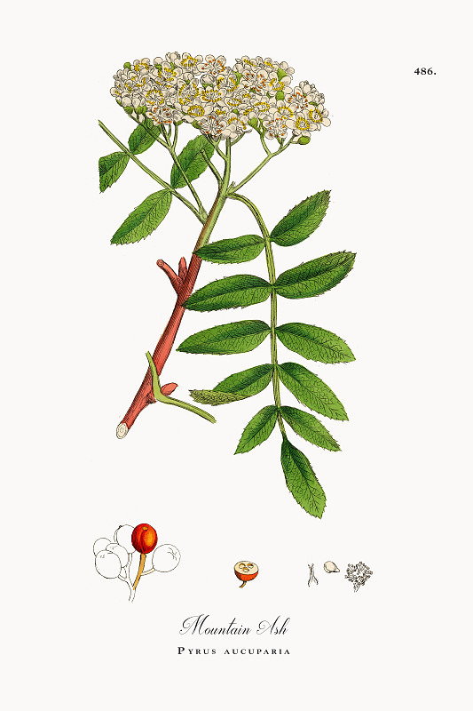 山白蜡，梨，维多利亚植物学插图，1863年图片下载