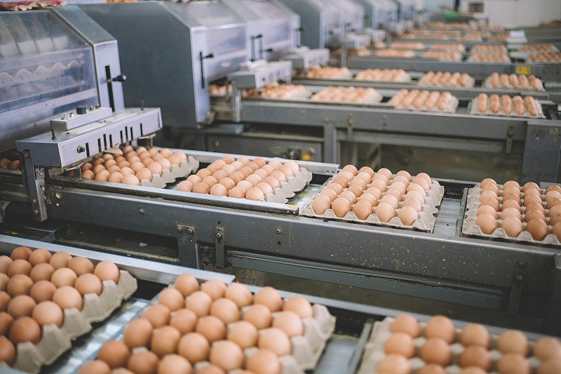 蛋厂对鲜蛋的选择工艺和分级生产线图片下载