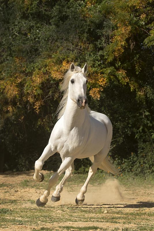 运动中的西班牙灰色种马，种马，安达卢西亚，西班牙图片下载