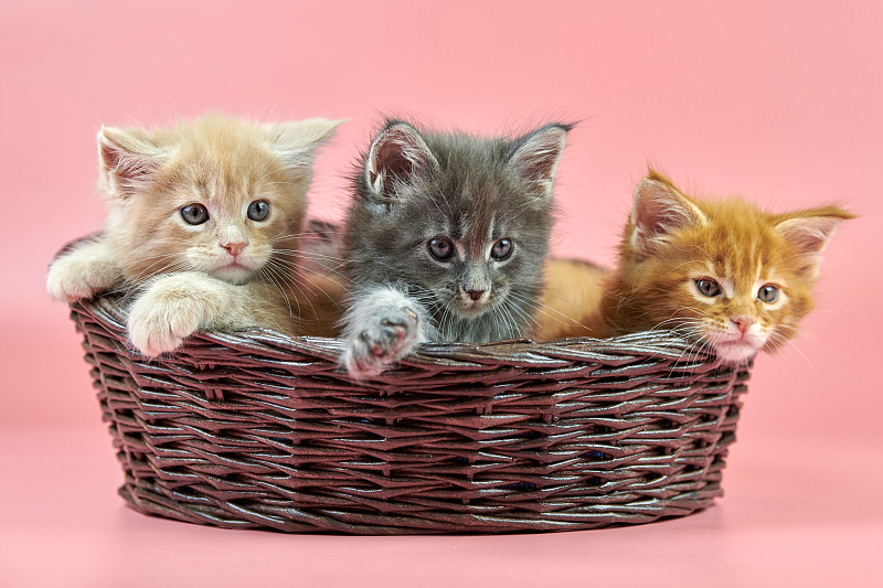 篮子里有三只缅因猫图片下载