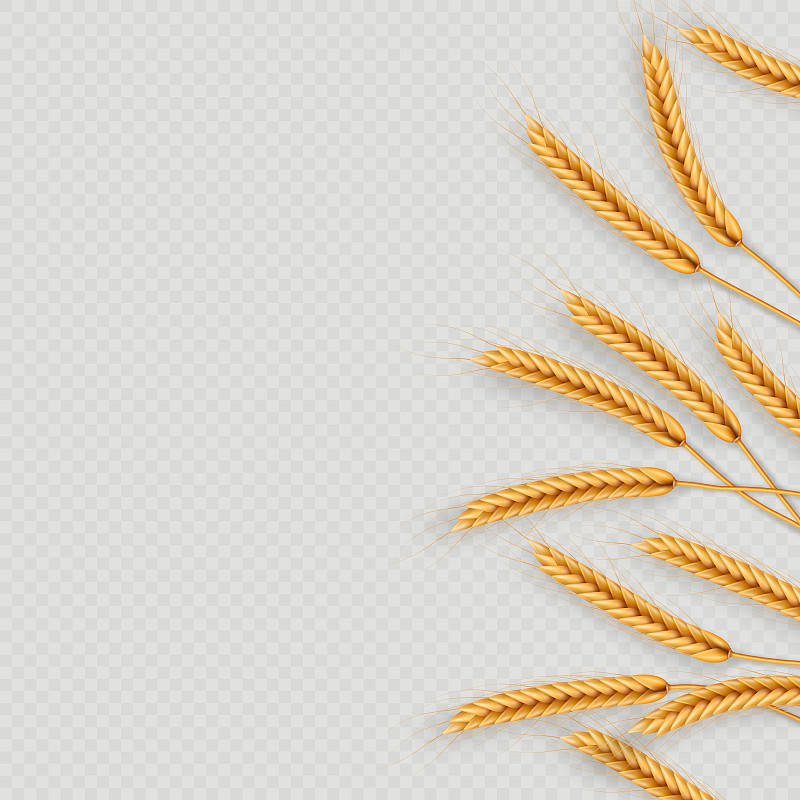 一束麦穗，干燥的全谷物逼真的插图框架孤立在透明的背景。面包店的对象模板。小麦的耳朵花环。每股收益10图片下载