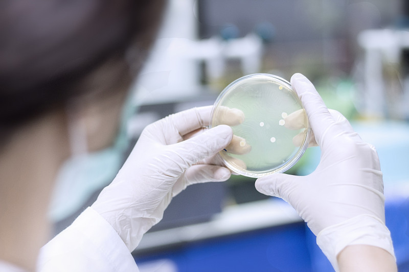 微生物学家正在计算实验室里的细菌或微生物菌落图片素材