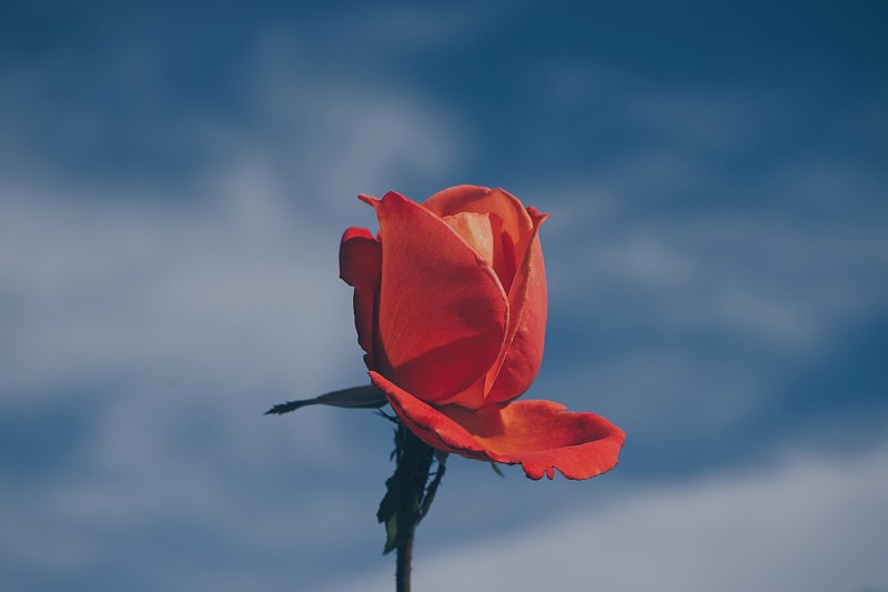 模糊背景下的红玫瑰特写图片素材