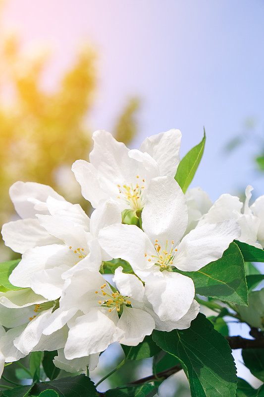 在一个阳光明媚的日子里，公园里的苹果树在春天开花。特写,有选择性的重点。图片下载
