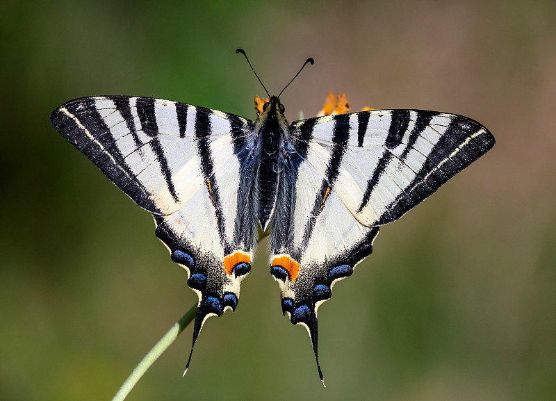 伊菲克莱德斯波达里乌斯 – 稀缺的燕尾蝴蝶图片素材