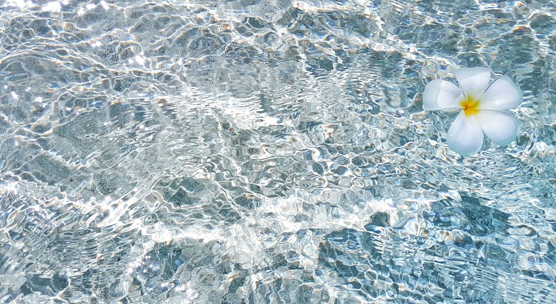 白花漂浮在清澈见底的水面上图片下载