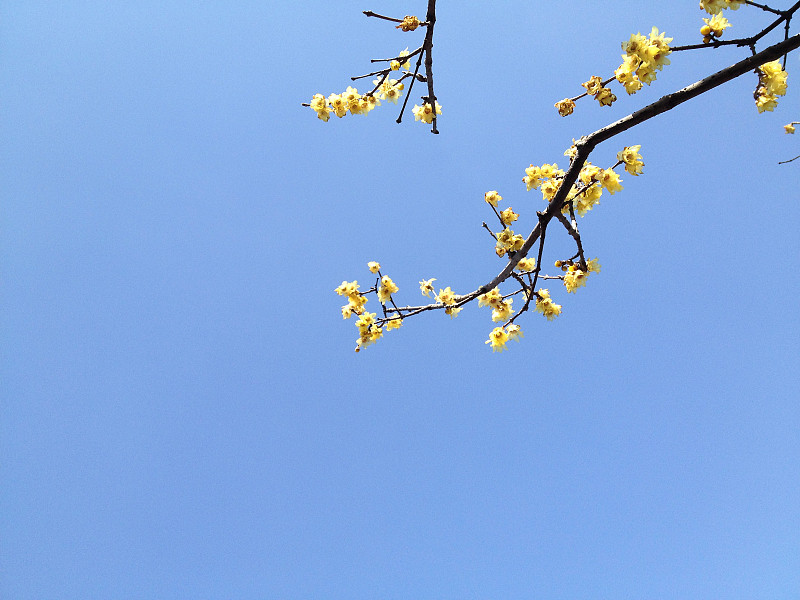 黄色的梅花和蓝色的天空图片下载