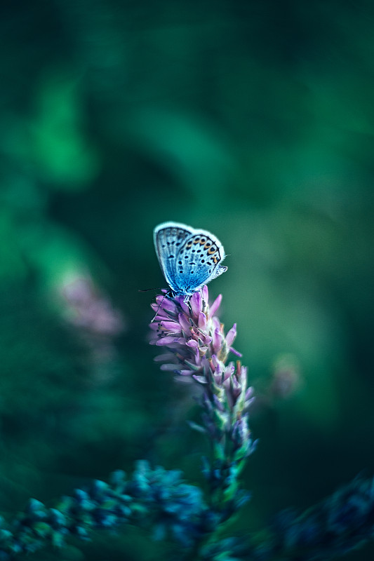 常见的蓝色蝴蝶在紫色的花自然背景图片下载