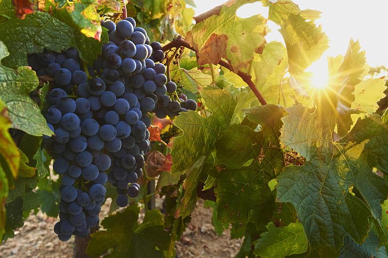 日落时分，西班牙加泰罗尼亚的葡萄园里成熟的红葡萄图片下载