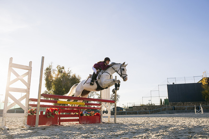 在晴朗的天气下，骑师在训练场上骑着白马越过栏架图片素材