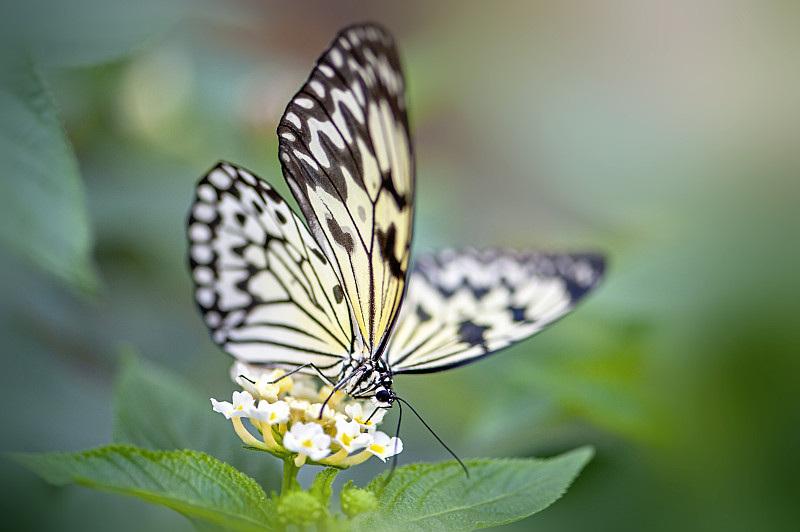 近距离拍摄的美丽的Idea leuconoe，也被称为纸风筝蝴蝶，宣纸蝴蝶或大树若虫图片素材