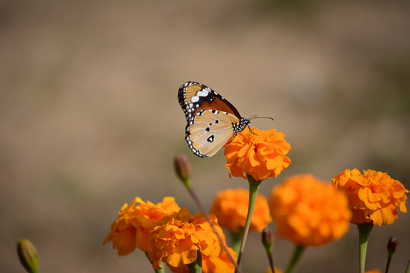 美丽的蝴蝶在万寿菊在花园里图片素材